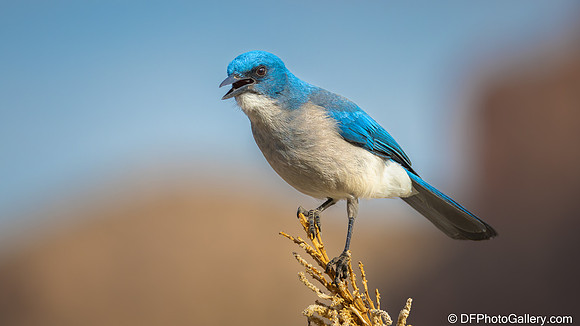 Mexican Jay