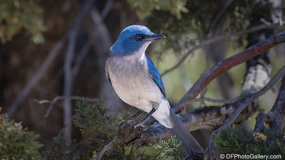 Mexican Jay