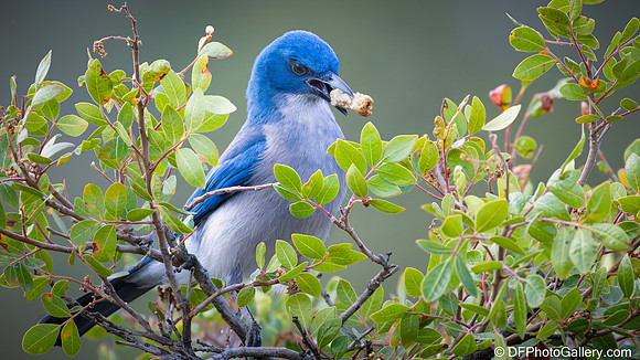 Mexican Jay