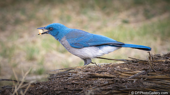Mexican Jay