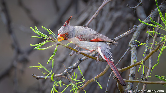 Pyrrhuloxia aka Desert Cardinal
