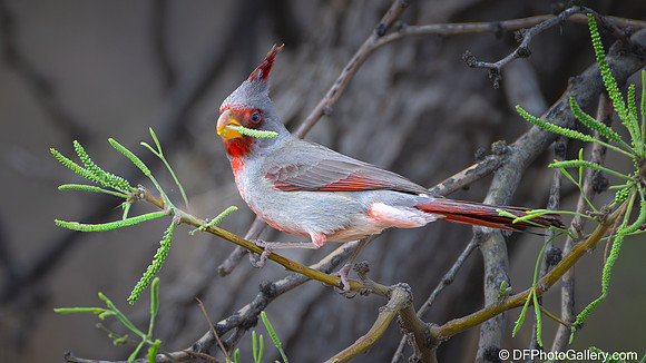 Pyrrhuloxia aka Desert Cardinal