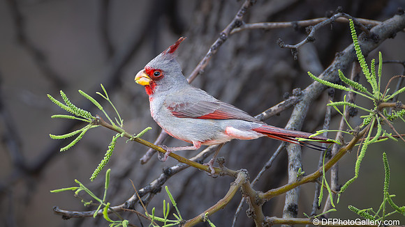 Pyrrhuloxia aka Desert Cardinal