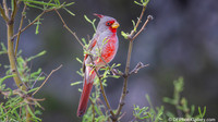 2026 - Birds of Big Bend National Park
