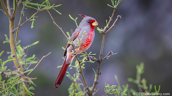 Pyrrhuloxia aka Desert Cardinal