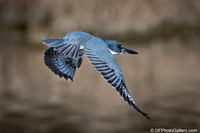 2026 - Bird Photos (1)