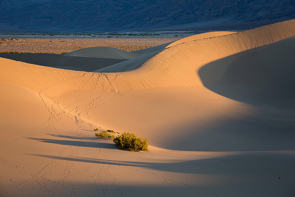 Mesquite Flat Sand Dunes at Sunrise
