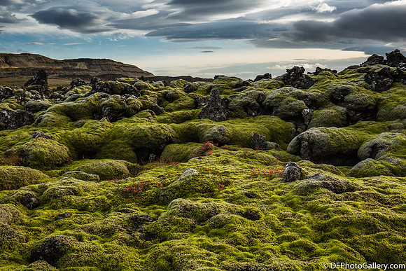 Moss covered lava field from the Ring Road on the North