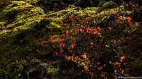 Moss covered lava field from the Ring Road on the North