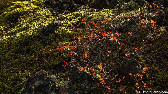 Moss covered lava field from the Ring Road on the North