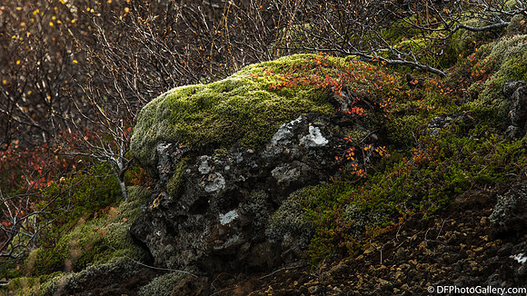 Moss covered lava field from the Ring Road on the North