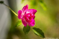 2026 - Spring Flowers from Joan's Garden