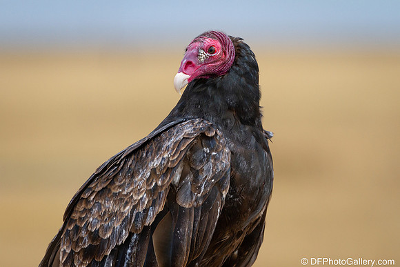 Turkey Vulture