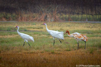 Whooping Crane
