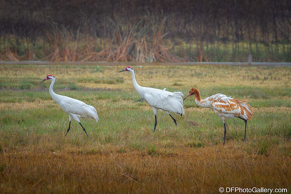 Whooping Crane