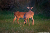 White-tailed Deer