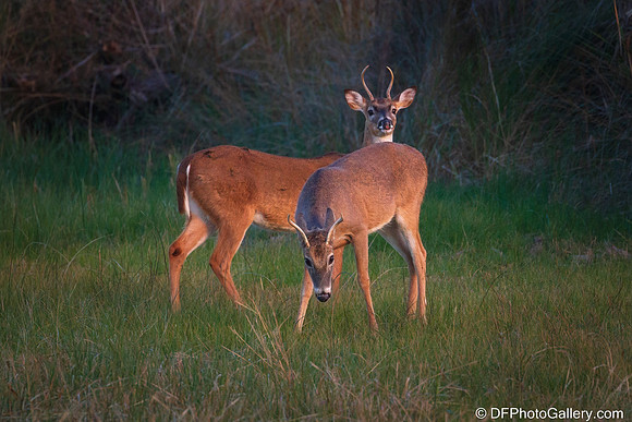 White-tailed Deer