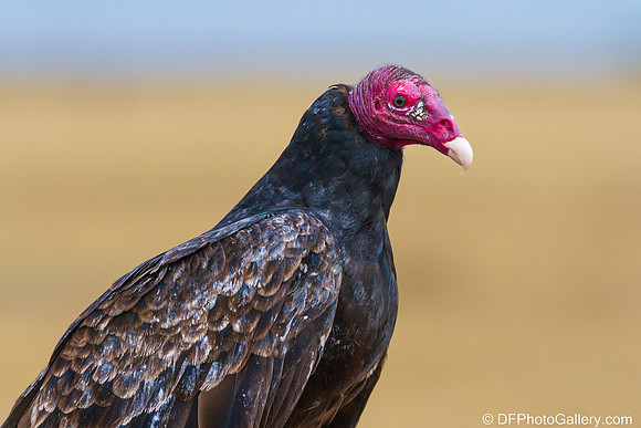 Turkey Vulture