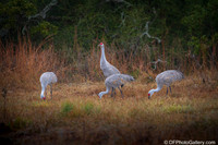 Sandhill Crane