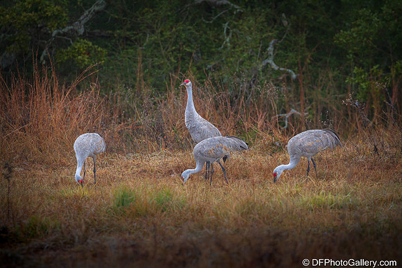 Sandhill Crane