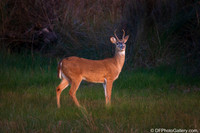 White-tailed Deer