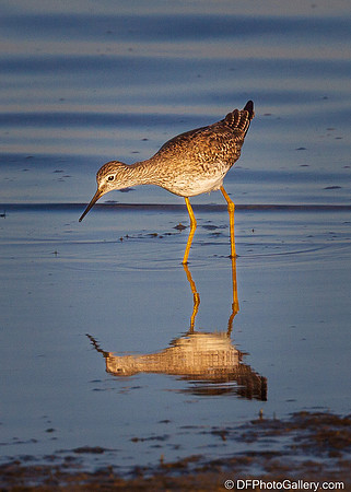 Lesser Yellowlegs