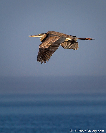 Brown Pelican