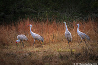 Sandhill Crane