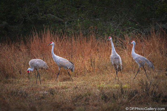 Sandhill Crane