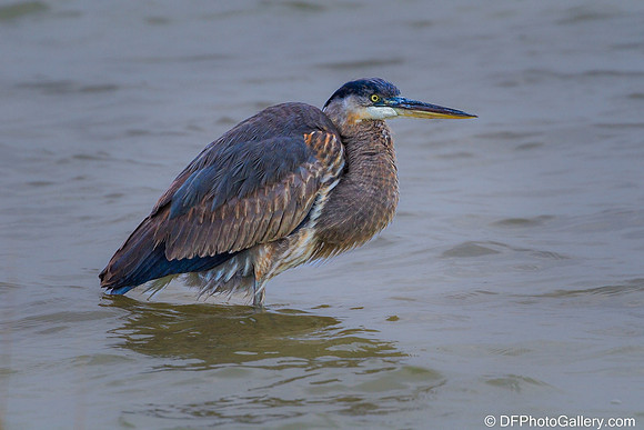 Blue Heron