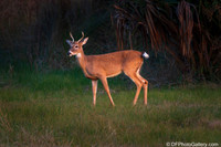 White-tailed Deer