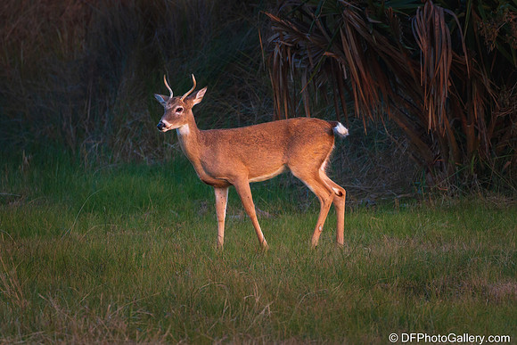 White-tailed Deer