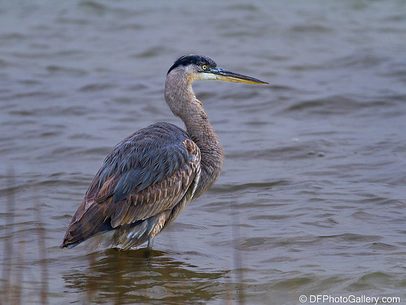 Blue Heron