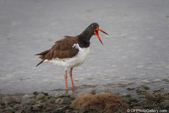 American Oystercatcher