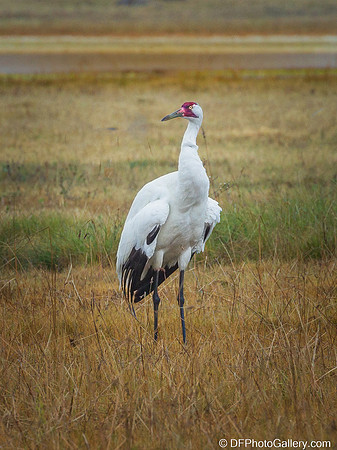 Whooping Crane