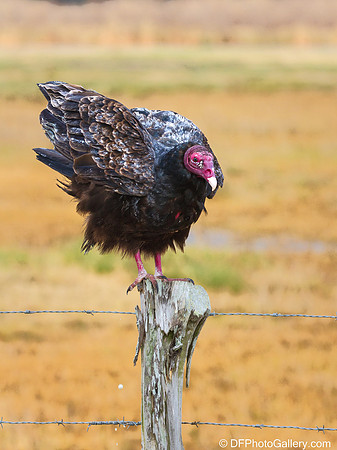 Turkey Vulture