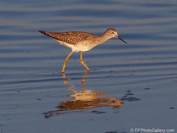Lesser Yellowlegs