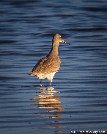 Lesser Yellowlegs