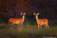 White-tailed Deer