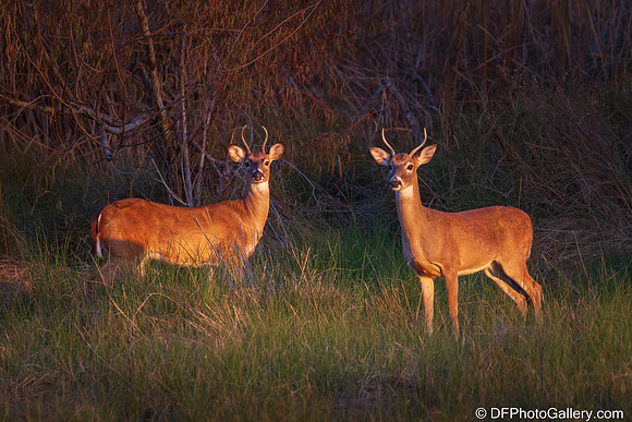 White-tailed Deer