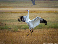 Whooping Crane