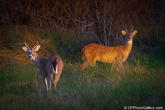 White-tailed Deer