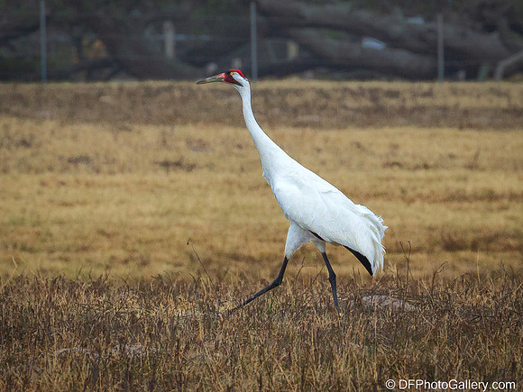 Whooping Crane