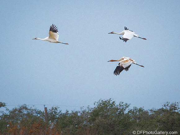 Whooping Crane