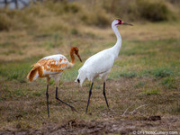 Whooping Crane