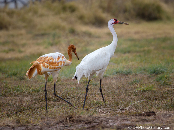 Whooping Crane