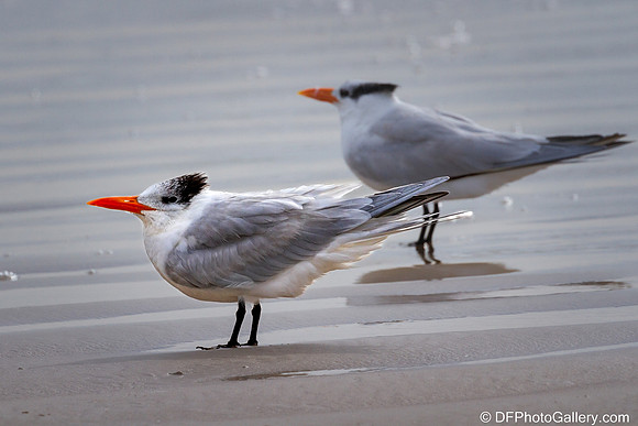 Royal Tern