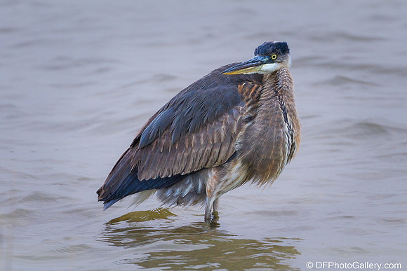 Blue Heron
