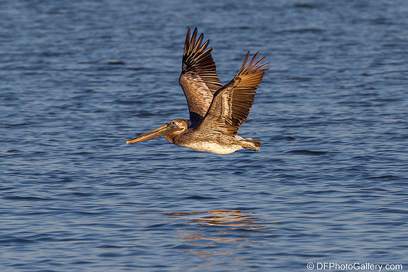 Brown Pelican