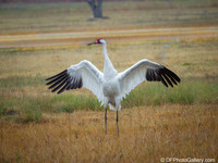 Whooping Crane